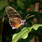 Olyras Clearwing