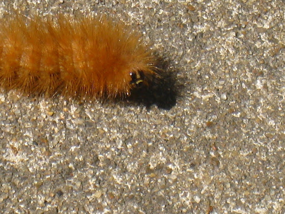 Spotting Image 1