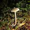 Entoloma