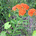 Orange Milkweed