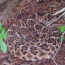 Crotalus Rattlesnakes of Texas