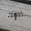 Common Whitetail Dragonfly