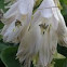 Hosta