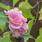 Confederate Rose