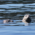 Harbour Seals