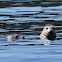Harbour Seals