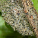 The Rusty Tussock Moth or Vapourer, , is a moth in the family  
