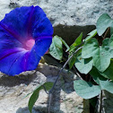 Morning Glory