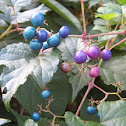 Porcelain-berry