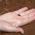 Monte Iberia Eleuth