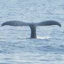 Humpback whale