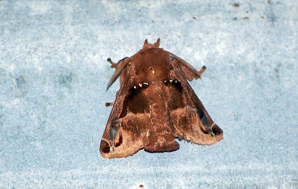 Spotting Image 1