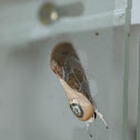 Moth