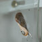 Moth