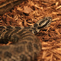 Eastern Massasauga