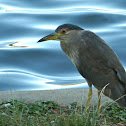 Black-crowned Night Heron (subadult)