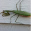 Praying mantis