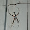 Black and Yellow Garden Spider