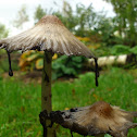 Common Inkcap/Kale inktzwam