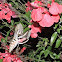 White-lined Sphinx Moth
