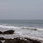 Grey Seal