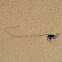 Portuguese Man O' War