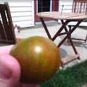 Rambling red stripe tomato