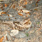 Common Pauraque