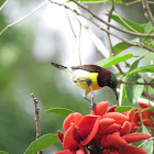 Purple rumped Sun-bird