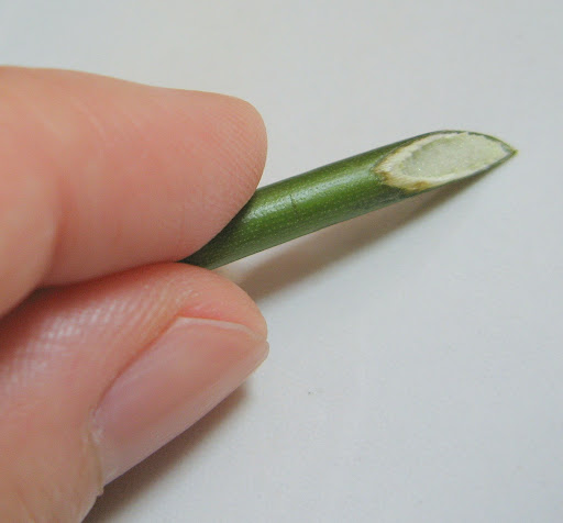 Chop slant to increase surface area