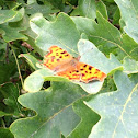 Comma