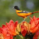 Baltimore Oriole