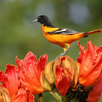 MSJ Wildlife in Baltimore