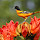MSJ Wildlife in Baltimore