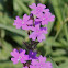 Moss Verbena