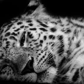 Leopard b&w by Martin Thomas - Wildlife Mammals