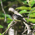 Grey Fantail