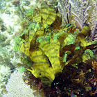 Leafy Rolled-Blade Alga