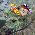 Plain Tiger or African Monarch ( तितली )