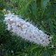 California Buckeye / Horse-chestnut