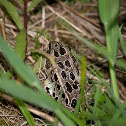 (Brown Morph) Northern Leopard Frog