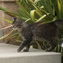Feral Cat