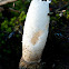 Stinkhorn