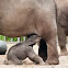 African Elephant