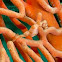 Pygmy Seahorse