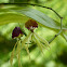 The Cockleshell Orchid