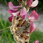 Burnet Companion