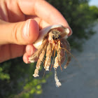 Hermit Crab