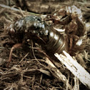 Cicada