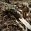 Cicada